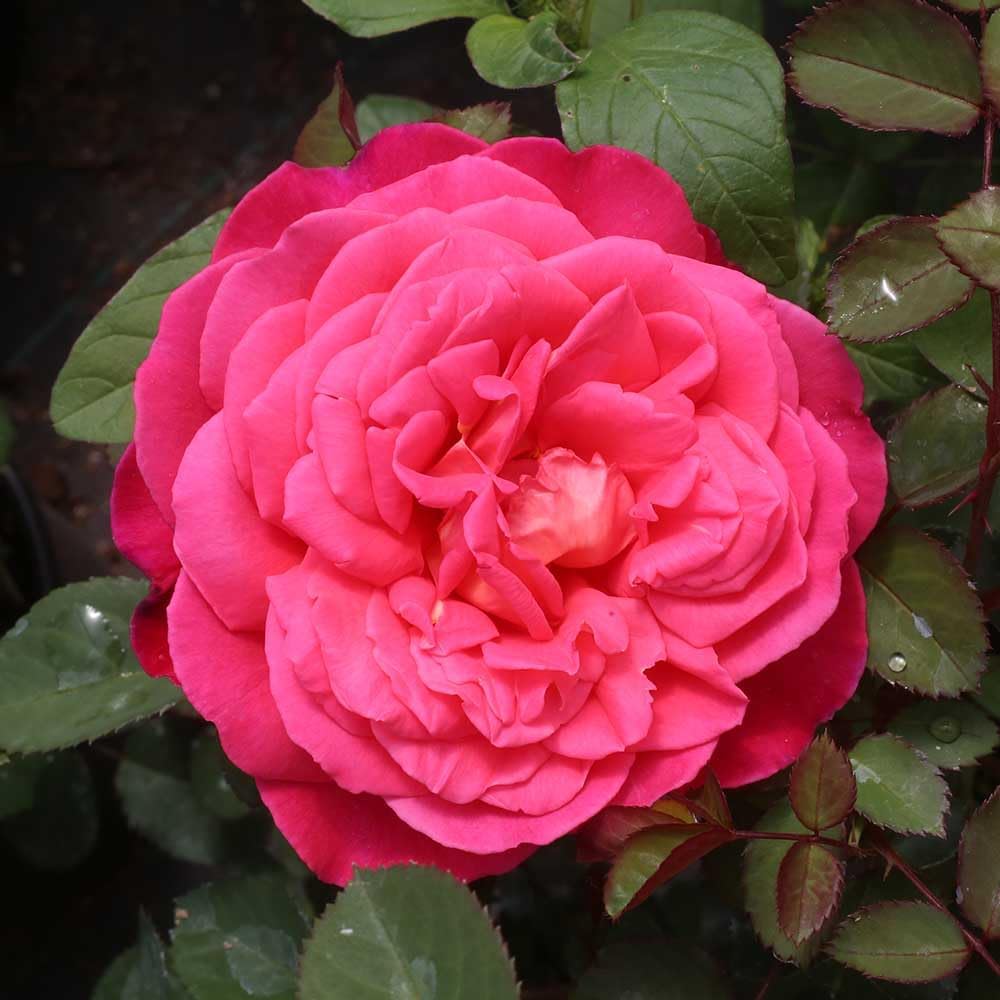 Heirloom Roses Rose Plant - Star of The Nile™ Pink Rose Bush, Shrub Live Plant for Planting Outdoors