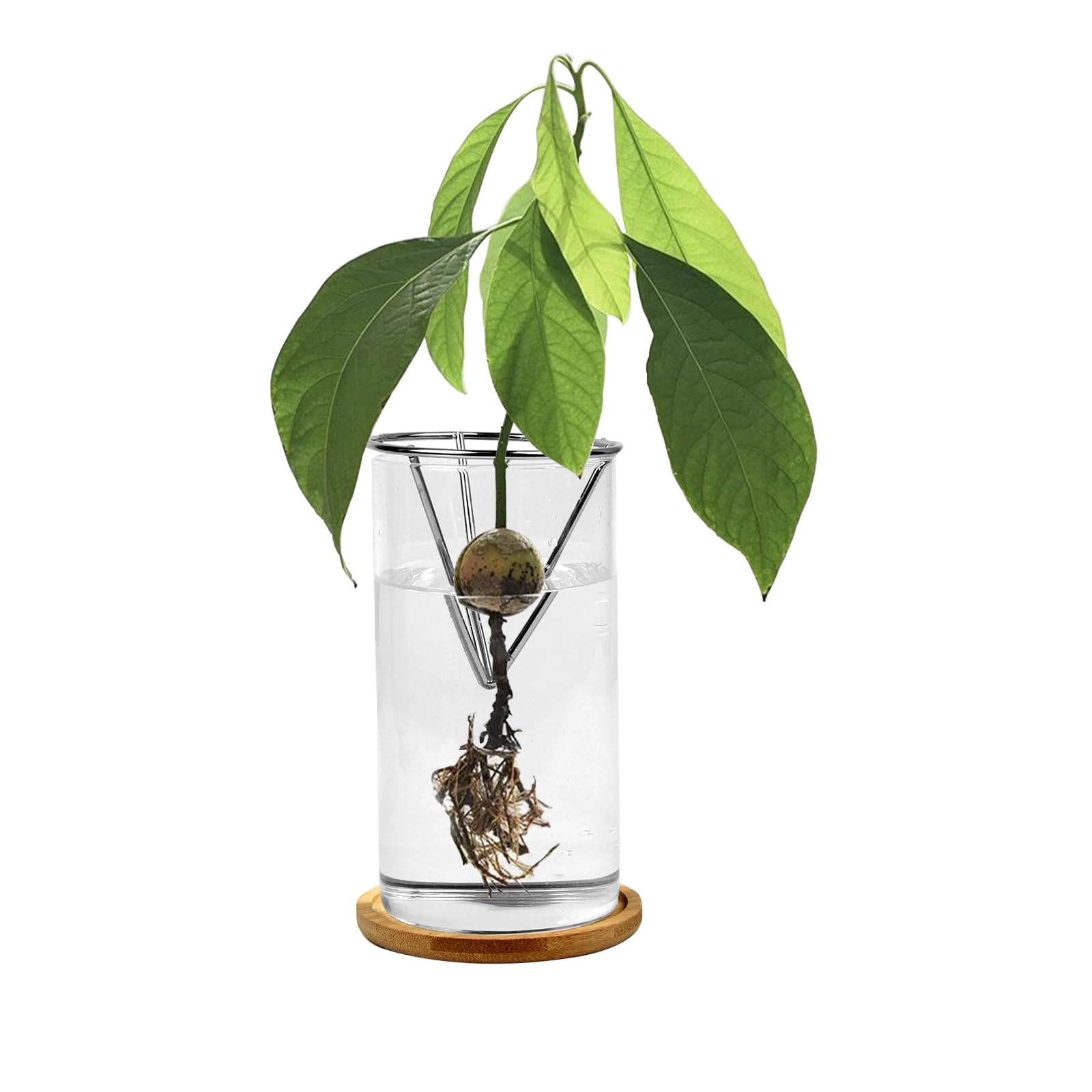 Vexsama Vase  noyau d'avocat, graines d'avocat, germes en verre, vase de  dmarrage pour plantes hydroponiques, plantes et dcoration intrieure :  Amazon.com.be: Jardin