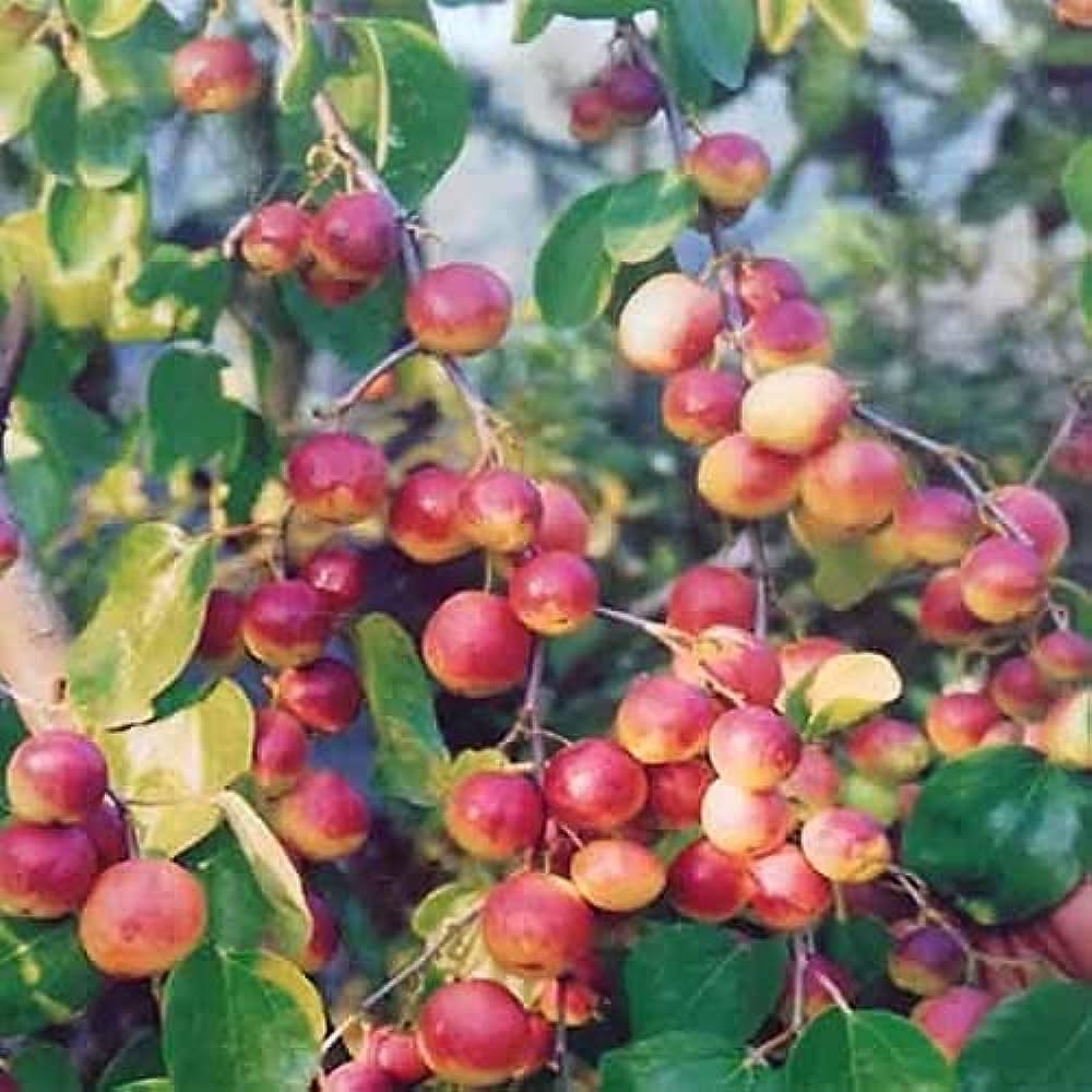 DDN Plants` Red Kashmiri Sinduri Apple ber plant Hybrid and Grafted Live Plant DFgr654 (B0CJBZKXFZ) Amazon Price History, Amazon Price Tracker