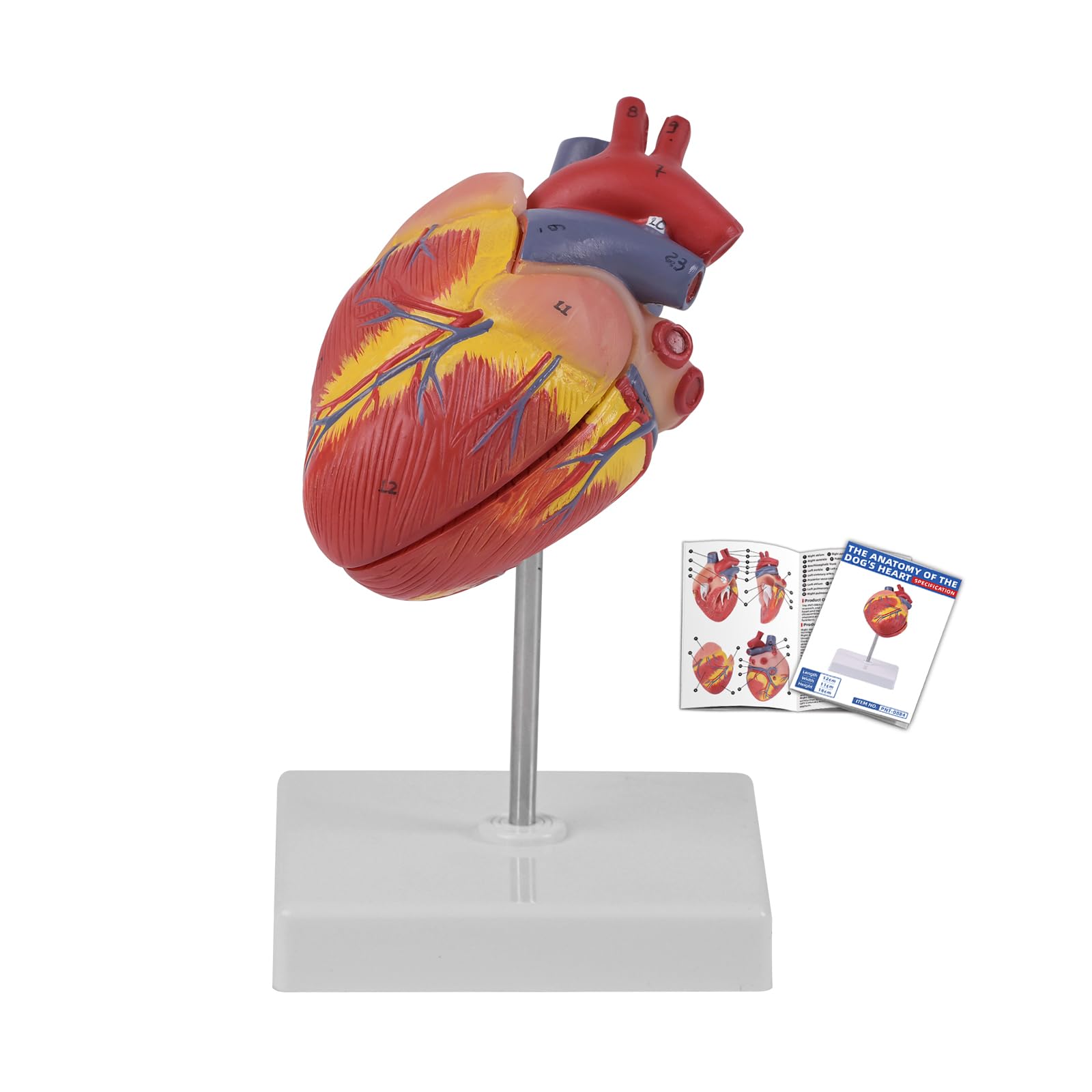 Canine Heart Model, 2-Part Canine Heart Anatomy Model Removable with Ventricles Atria Valves Veins Artery 26 Anatomy Structures Number Display Base,