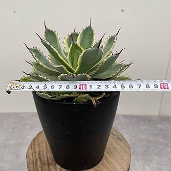 新品Mサイズ kaitlynSepia Agave Agave - Zinnia Seed | Johnny's Selected Seeds
