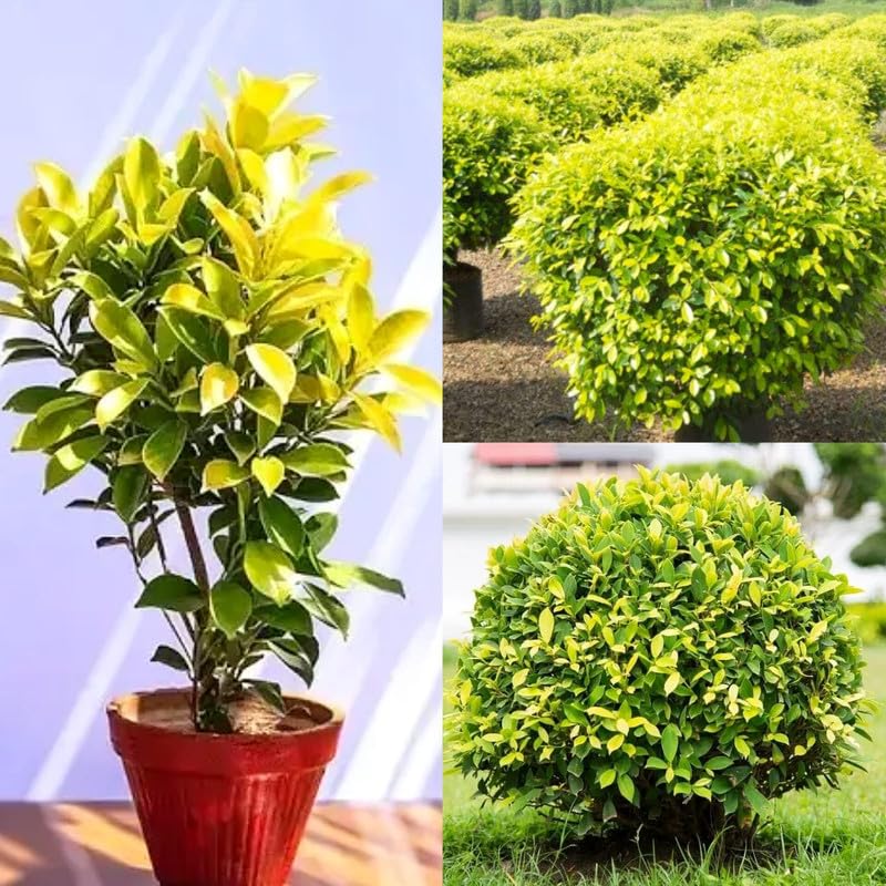 Weeping fig indoor plant, Golden ficus Weeping fig plant (Pack of 1 Healthy Live Plant)