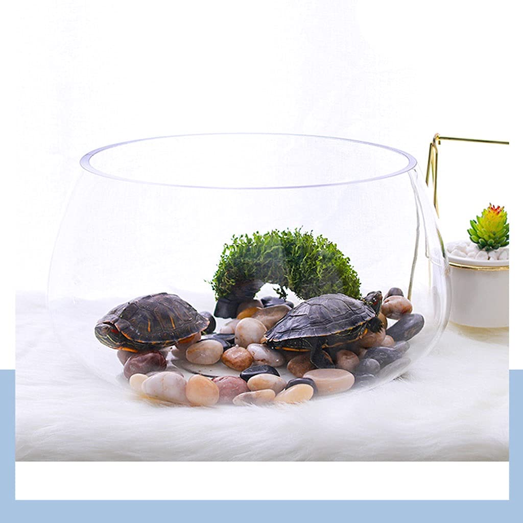 Pecera de Escritorio de Cristal Transparente, pez Goudfish Ornamental con Base, Tortuga pequeña, Oficina, Acuario doméstico