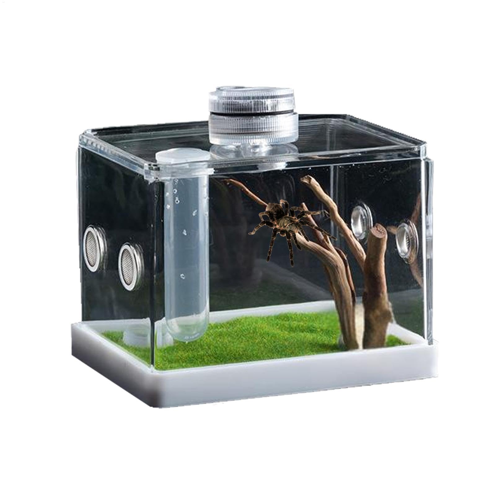 Enclos d'araignée sautante et terrarium d'élevage pour petits reptiles et amphibiens