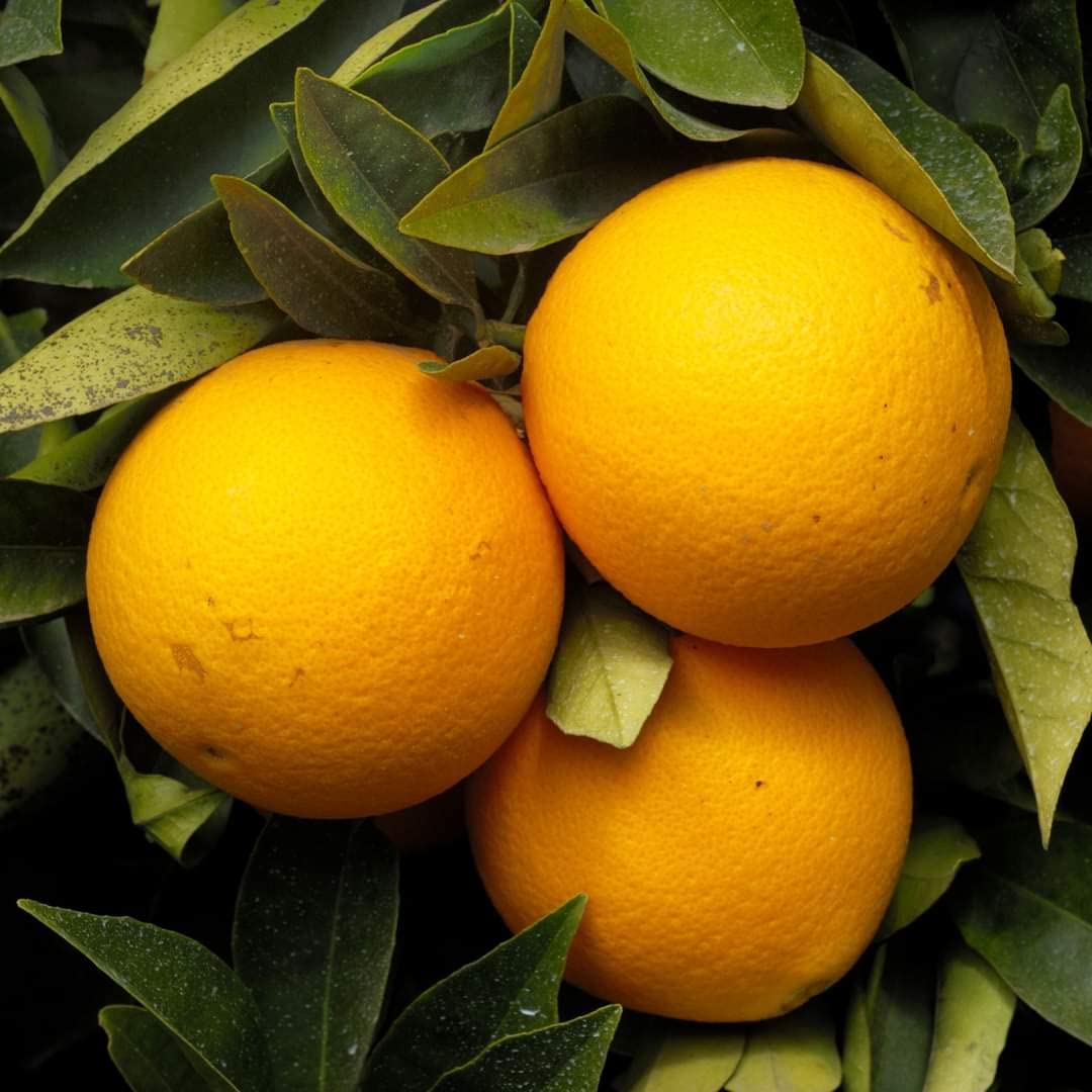 See full amazon price history chart for Nectar Garden valencia orange Plant-Grafted Variant Plant. Nectar Garden valencia orange Plant-Grafted Variant Plant. (B09P8X9R4W) Amazon Price History, Amazon Price Tracker