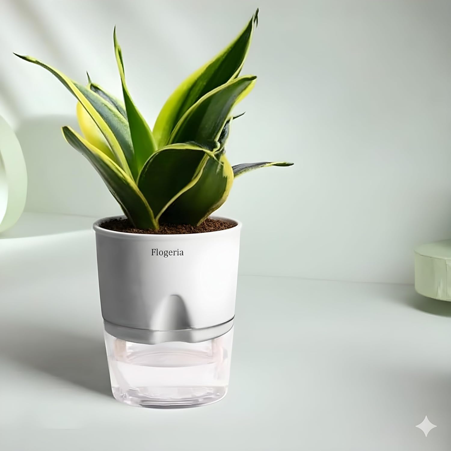 Golden Snake Plant Live Indoor Plant | Golden Sansevieria | Indoor Plant for Home | Small Desk Plant with Self Watering Pot-image-10