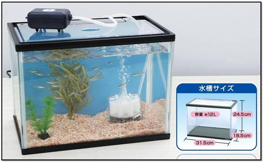 Amazon Amazon 限定 メダカ産卵飼育セット 水作 飼育セット 通販