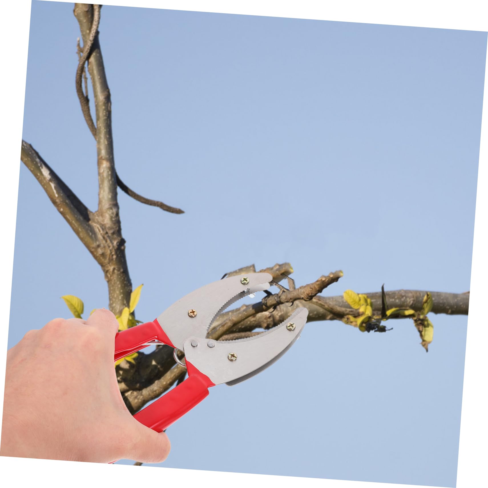 TOYANDONA 5stücke Einstellbares Obstbaum- -entfernungstool Praktischer Girdling Cutter Für Obstbäume Und Pflanzenpflege Für Effiziente Anwendung Beim Schneiden Und Abziehen Von