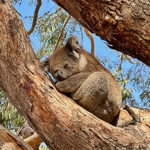 #31: How to Pack Lighter Than Ever, On Tour on Kangaroo Island in South Australia, Oceanview Eco Villas, Understanding Regenerative Travel