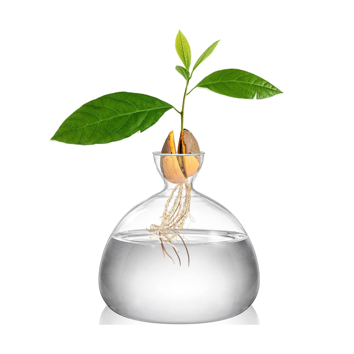 LUCKTE Avocado Seed Starter Planter Vase,Clear Avocado Tree Growing Kit Pot,Glass Planters for Indoor Plants Vases Gift for Gardening Lover