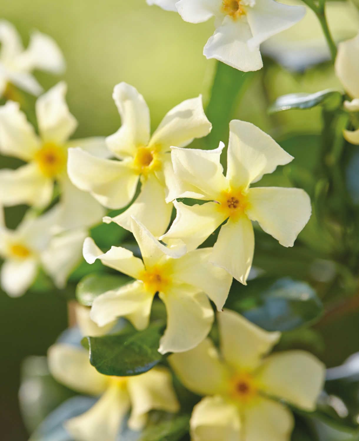 Trachelospermum jasminoides Star of Toscana - Yellow Jasmine 1 x 9cm Pot