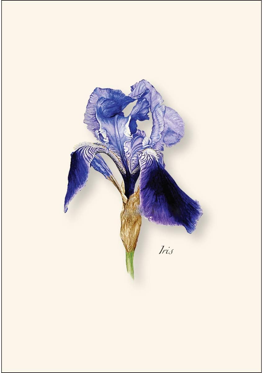 Earth Sky + Water - Iris Notecard Set - 8 Blank Cards with Envelopes