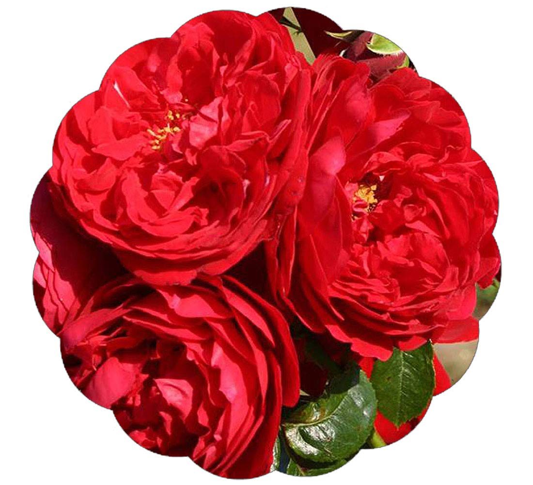 Buy Stargazer Perennials Arborose Florentina Climbing Rose Plant