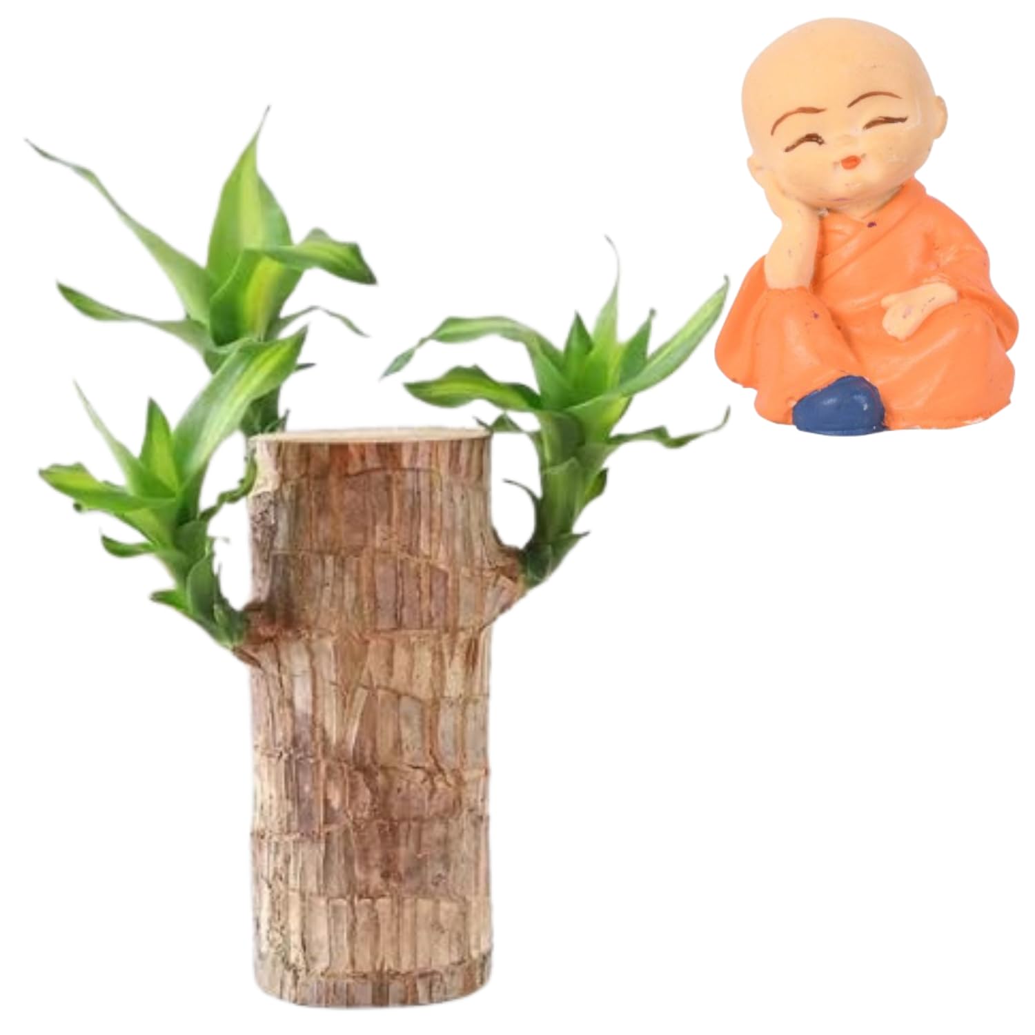Bamboo Plant Lucky Wood Good Luck Live Plant Lucky Brazil Wood Potted Plant With Leaves | Healthy Indoor Live Lucky Brazilian Wood Plant for Living Room (Style_341 (B0DHLHG568) Amazon Price History, Amazon Price Tracker