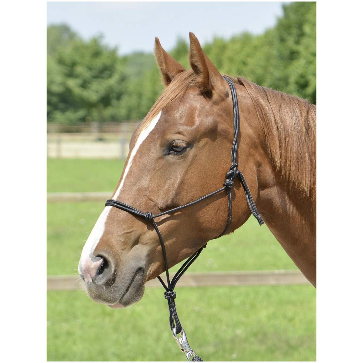 Busse Smooth II Porte-nœuds en cuir pour matériel d'équitation et soin du cheval
