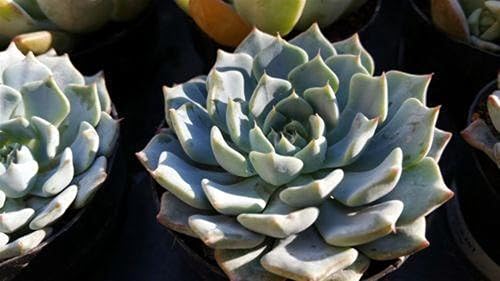 Miniatura 3 de Echeveria azulita Cactus Cactus Suculenta Planta Real Viva