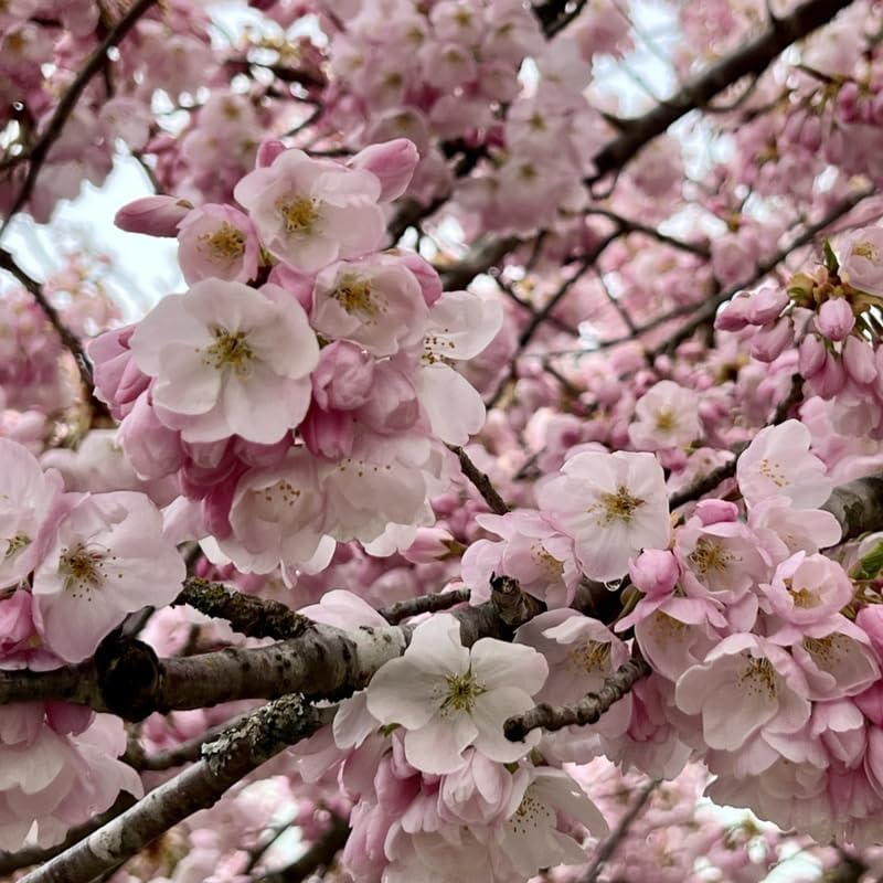 Light Pink Cherry Blossom Tree Plant, Size 8 to 10 Inch Tall Cherry Flower Live Plant Potted, Cherry Blossom Tree Live in Pot