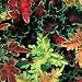 (ACOL)~"CAREFREE MIX" COLEUS~Seeds!!!!~~~~~~~Ruffled Folage!!