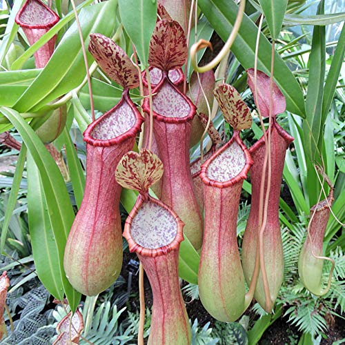 Zaden om te planten, 50 Stks/Zak Nepenthes Zaden Decoratief Tropisch Met Pouch Vleesetende Planten Zaden voor Thuis… - Afbeelding 6