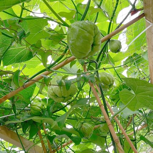 semillas de chayote, Jardín de flores, decoración de jardín para exterior. Plantas colgantes, perennes resistentes, semillas de frutas. Decoración de balcones, plantas para exterior. 80pcs