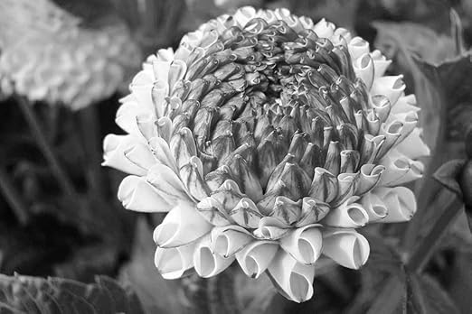 Amazon 白と紫のダリアの壁紙 花の壁紙 白黒の キャンバス ステッカー 印刷 壁紙ポスター はがせるシール式 写真 特大 絵画 壁飾り50cmx33cm ウォールステッカー オンライン通販 Amazon 白と紫のダリアの壁紙 花の壁紙 白黒の キャンバス ステッカー 印刷 壁紙ポスター はがせるシール式 写真 特大 絵画 壁飾り50cmx33cm ウォールステッカー オンライン通販