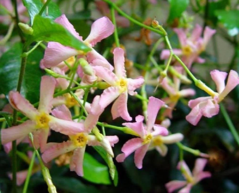 Direct Plants Trachelospermum Jasminoides Star of Jasmine Plant