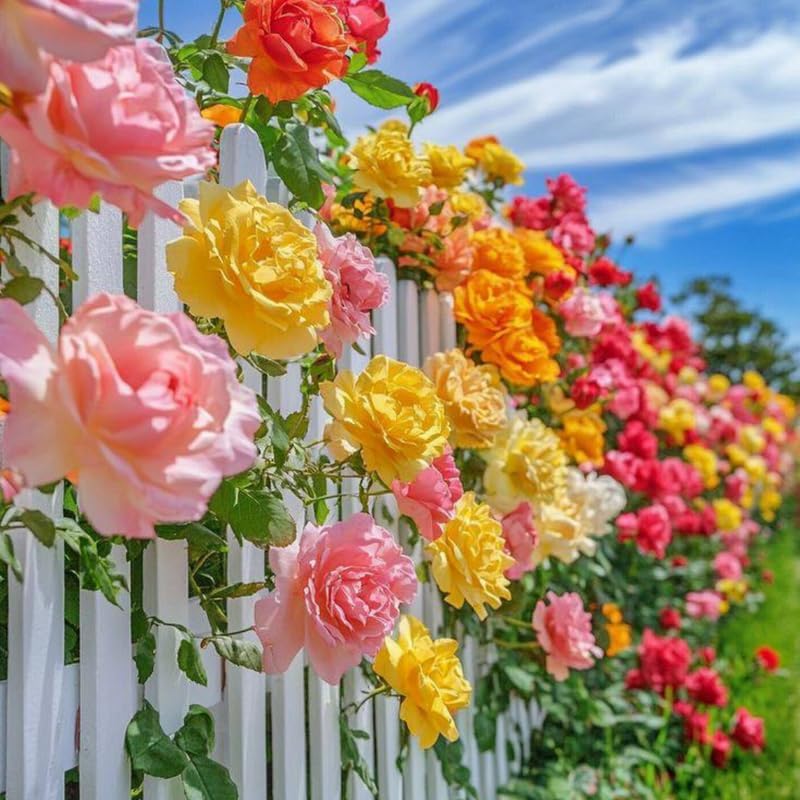 Miniatura 5 de Rosas trepadoras para jardín, plantas de rosas fragantes y resistentes para plantar al aire libre, sin maceta, planta inicial de 5 a 9 pulgadas de