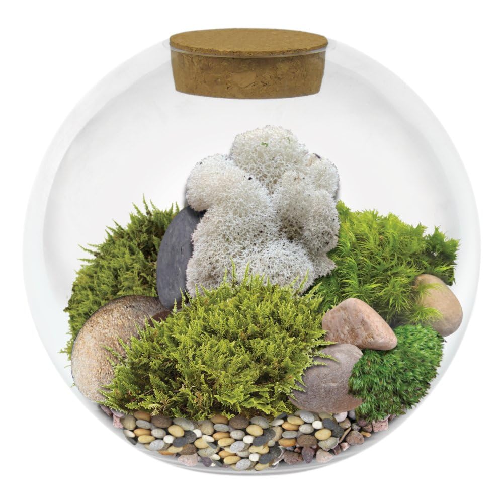 Grow Your Own Moss Biodome Kit | Looks Amazing from The First Day | Begins to Grow in Only 6 Weeks | Hypoallergenic | Terrarium Measures: 8" Inch Diameter