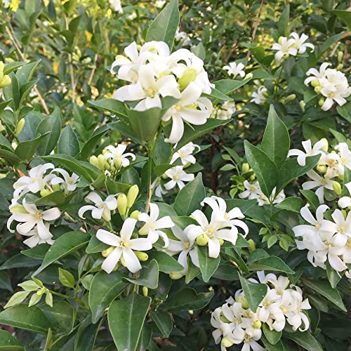 Orange Jessamine Seeds Orange Jasmine, Murraya Paniculata Attracts Bees Birds & Butterflies Fragrant Evergreen Container Indoor Outdoor 5Pcs Shrub Seeds By Yegaol Garden #TOP3