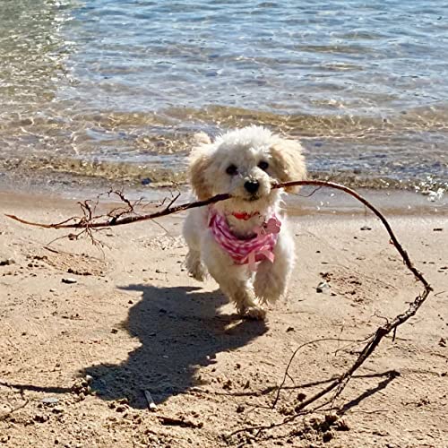 Pupteck Small Dog Harness No Pull Step-In Soft Mesh Puppy Padded Pet Vest Harnesses For Girl Cats Small Dogs #TOP4