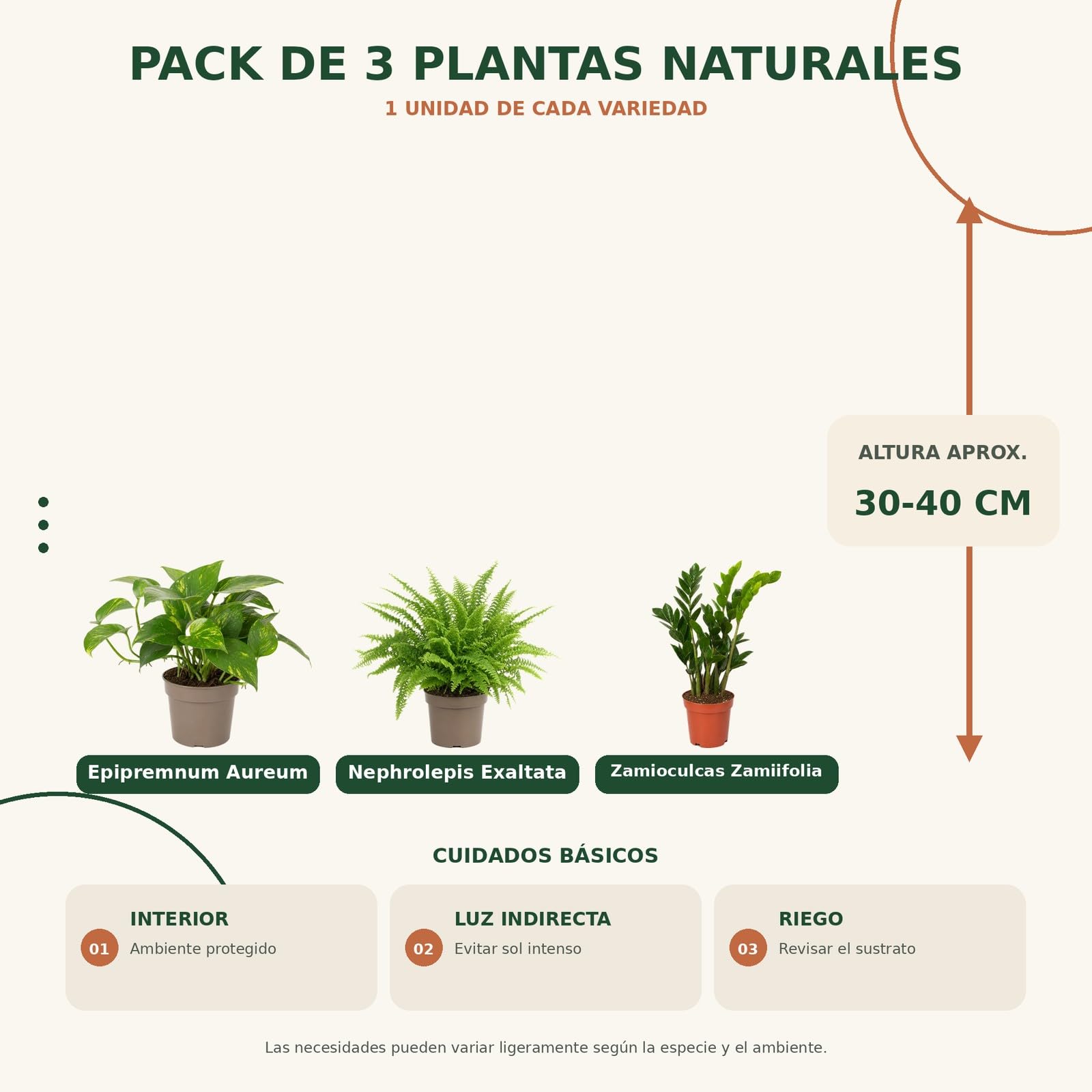 DECOALIVE Pack 3: Poto verde, Helecho de Boston y Zamioculca