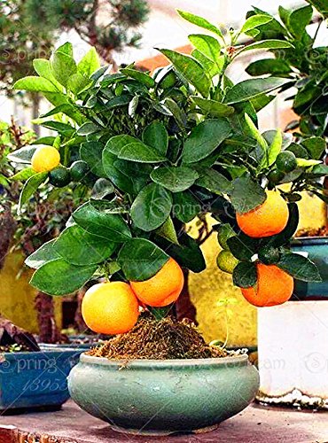 Lemon Tree Bonsai Orange Tree Seeds - Pack Of 20 Seeds, Grow Your Own  Fruit-Bearing Miniature Orange Tree Fruit Bearing Bonsai Tree