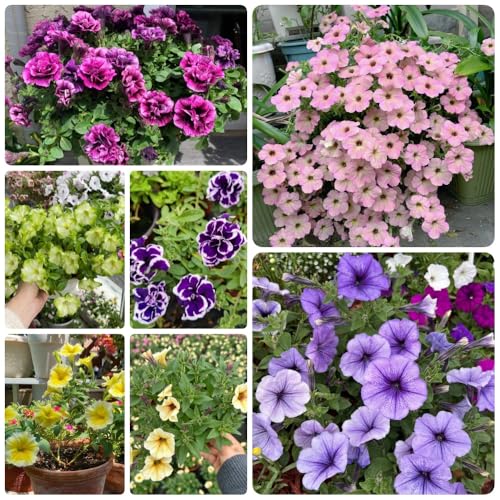 Semi di petunia - regali per gli amanti del giardino Petunia ibrida - semi rari regali sostenibili da giardino roccioso resistenti perenni semi di per esterno 150pcs