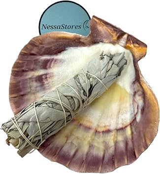 NessaStores 2 pc Sage Smudge Kit with 4"-5" White Sage & 5"-6" Lions Paw Scallop Seashell | All Natural for Home Cleansing, Stress Relief, Meditation, and Removing Negative Energy. JC-229-B