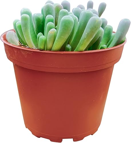 Miniatura 27 de Othonna capensis L.H.Bailey de 4 pulgadas, rara suculenta colgante de color púrpura completamente enraizada en macetas con mezcla de tierra, Collar