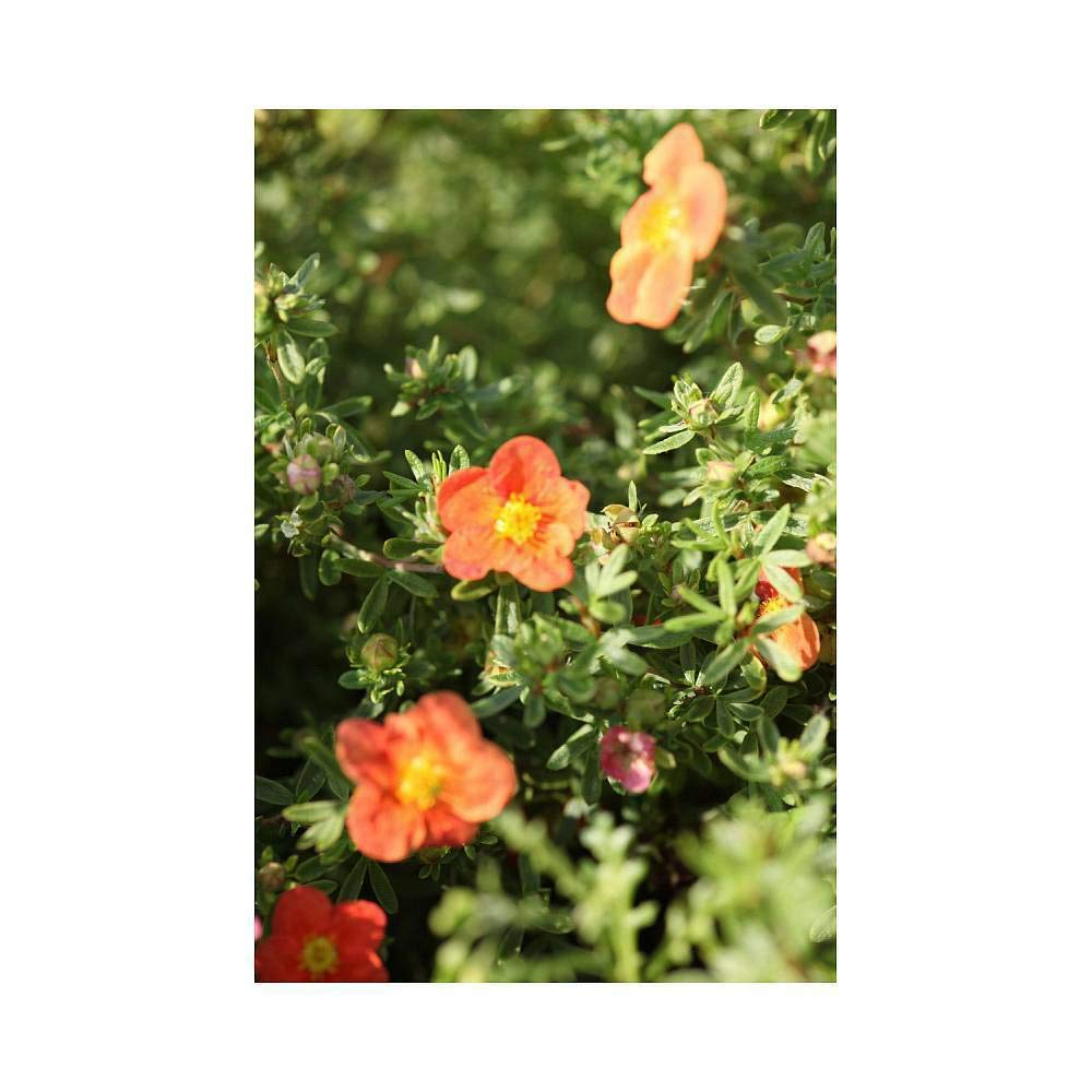 Potted Hardy Garden Plant Potentilla, Compact Ornamental Shrub, Red Flowers in Summer, Attracts Pollinators, 1 x Potentilla Marian Red Robin Plant in a 3.6 Litre Pot by Thompson & Morgan (1)