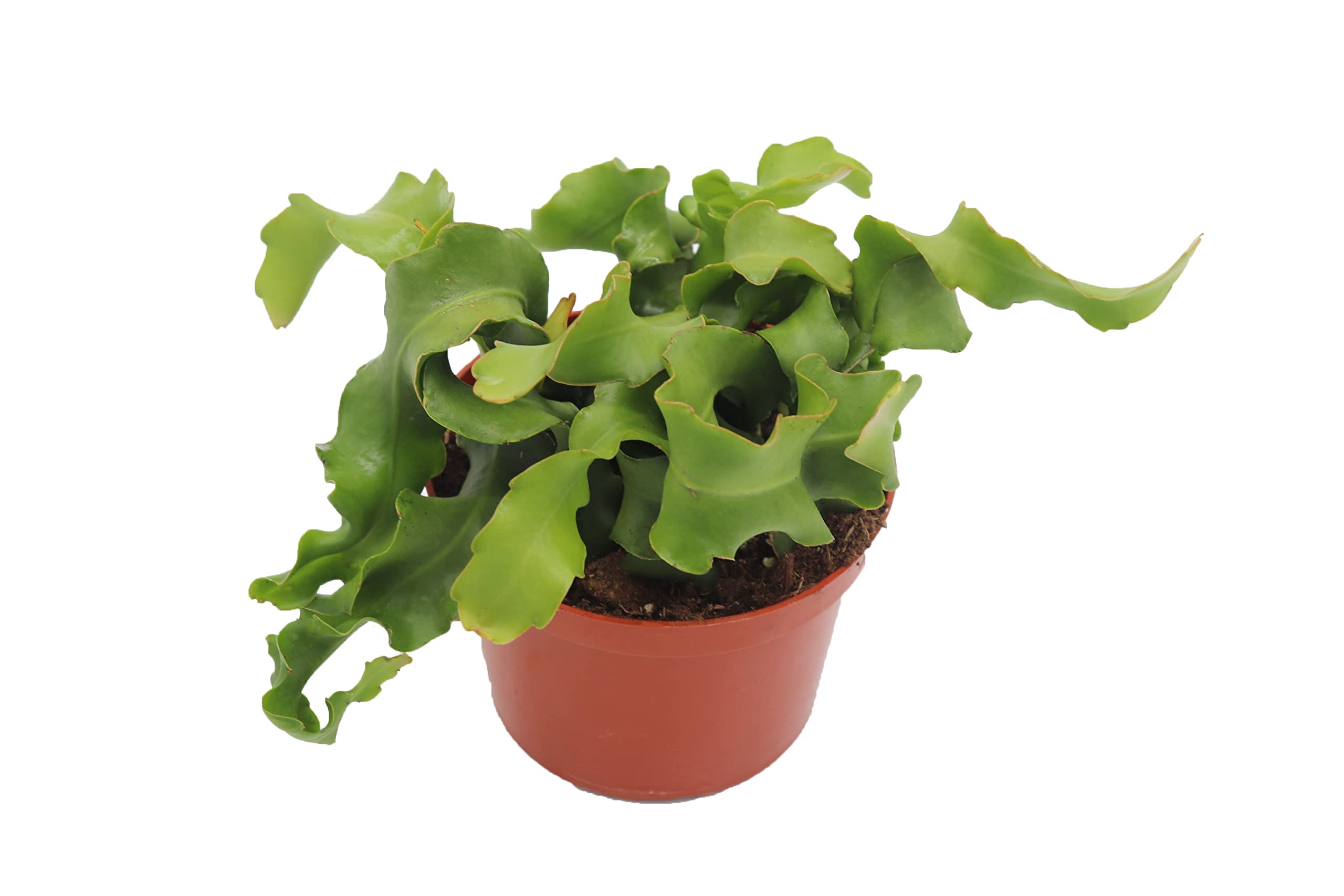 Epiphyllum Curly Sue Orchid Cactus 6 Inch Pot