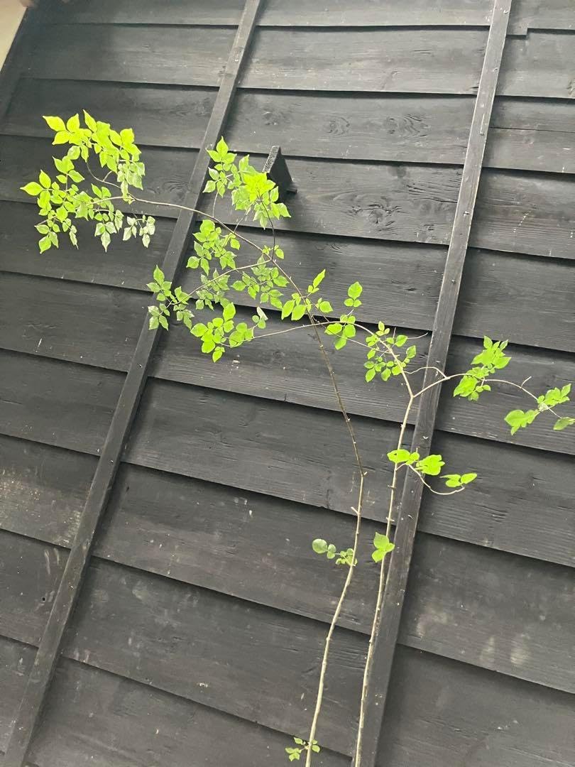 77 山採り　アオダモ 77 山採り アオダモ