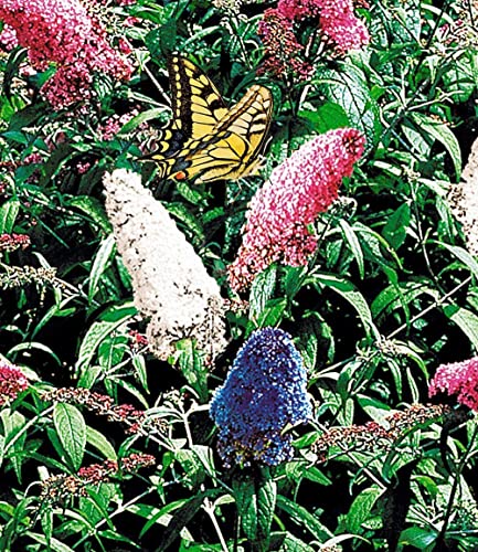 Sommerflieder Sortiment mit Buddleia Pflanzen im 2er Set