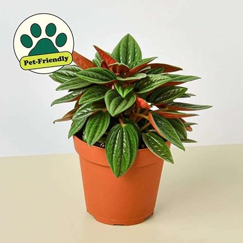 Miniatura 2 de Peperomia Rosso - Planta viva para interior  Diferentes plantas de interior en maceta de 4 y 6 pulgadas  Planta de casa real para sala de estar,