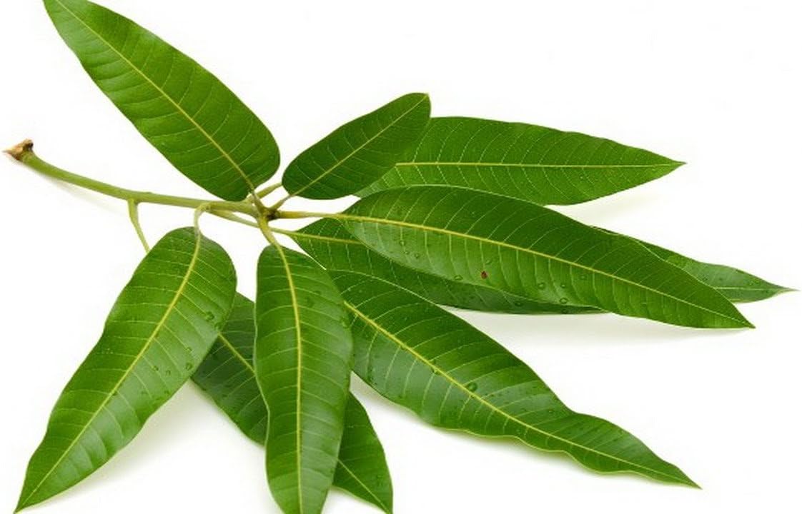 Mango Leaves / Fresh Organic (10-12 leaves)
