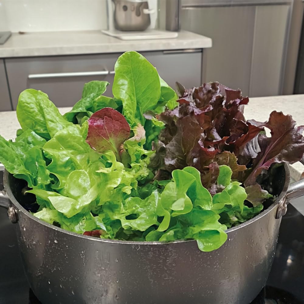 Lettuce Leaves Mixture Seeds – Easy for Colourful Baby Leaves – for Your Beautiful Kitchen Garden