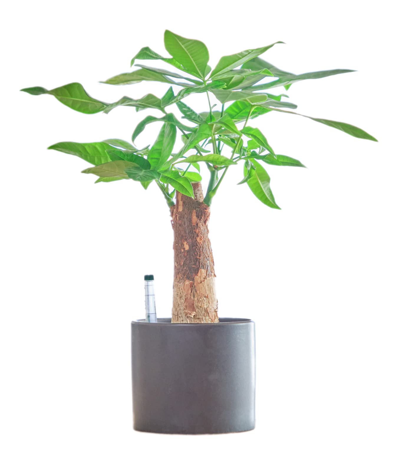 観葉植物　150株以上まとめ売り Botanicalshop GABA｜姫路市｜おしゃれな観葉植物・多肉植物・鉢