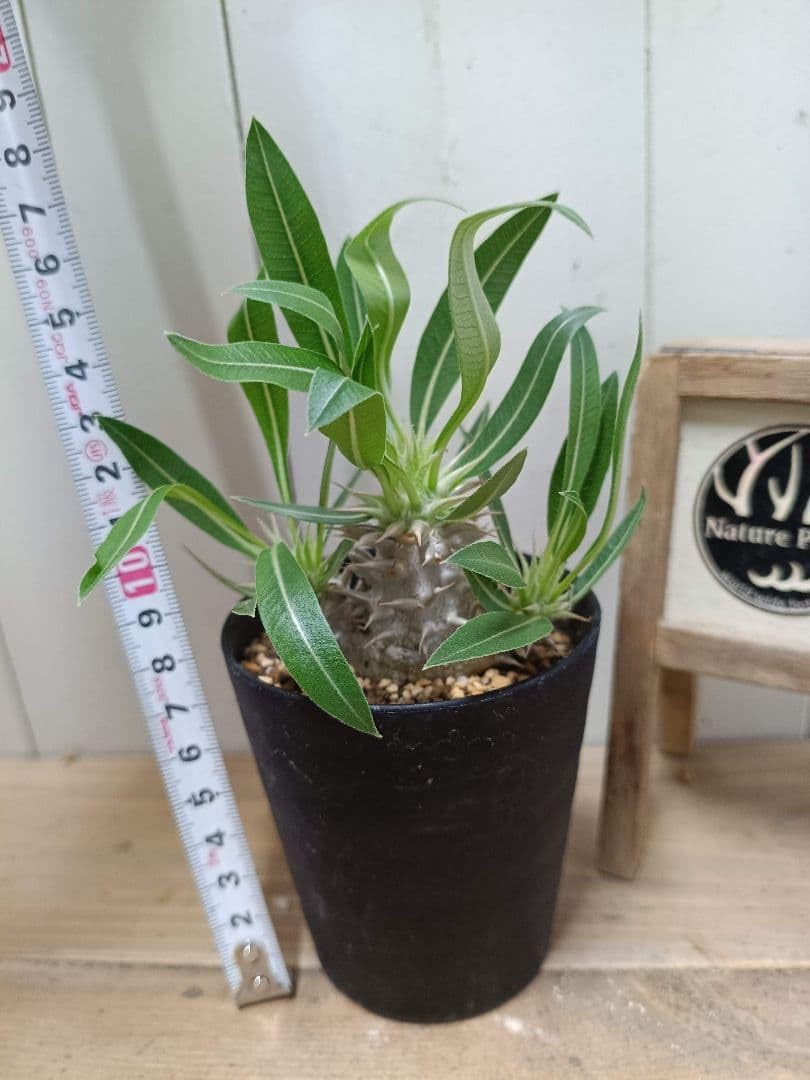 Amazon｜鉢付き実生株 パキポディウム ホロンベンセ｜観葉植物