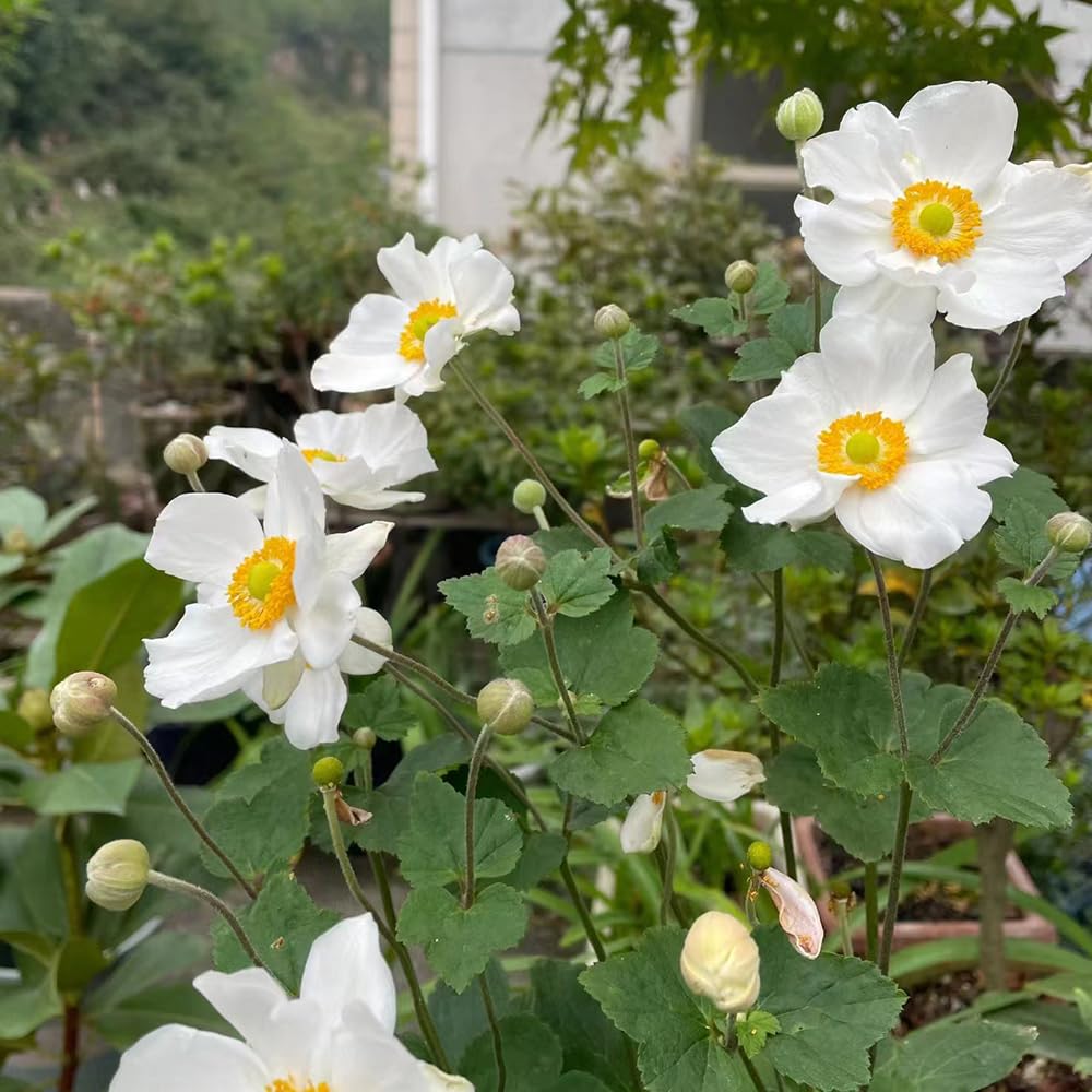 bulbi/anemone balcone di letto rialzato balcone Aiuole rialzate 30Rhizome