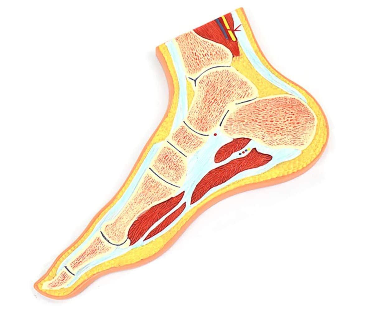 Medyczny anatomiczny model szkieletu stopy z więzadłami, struktura stawu skokowego medyczny model mięśni szkieletowych stopy stawu do nauczania medycznego naukowy