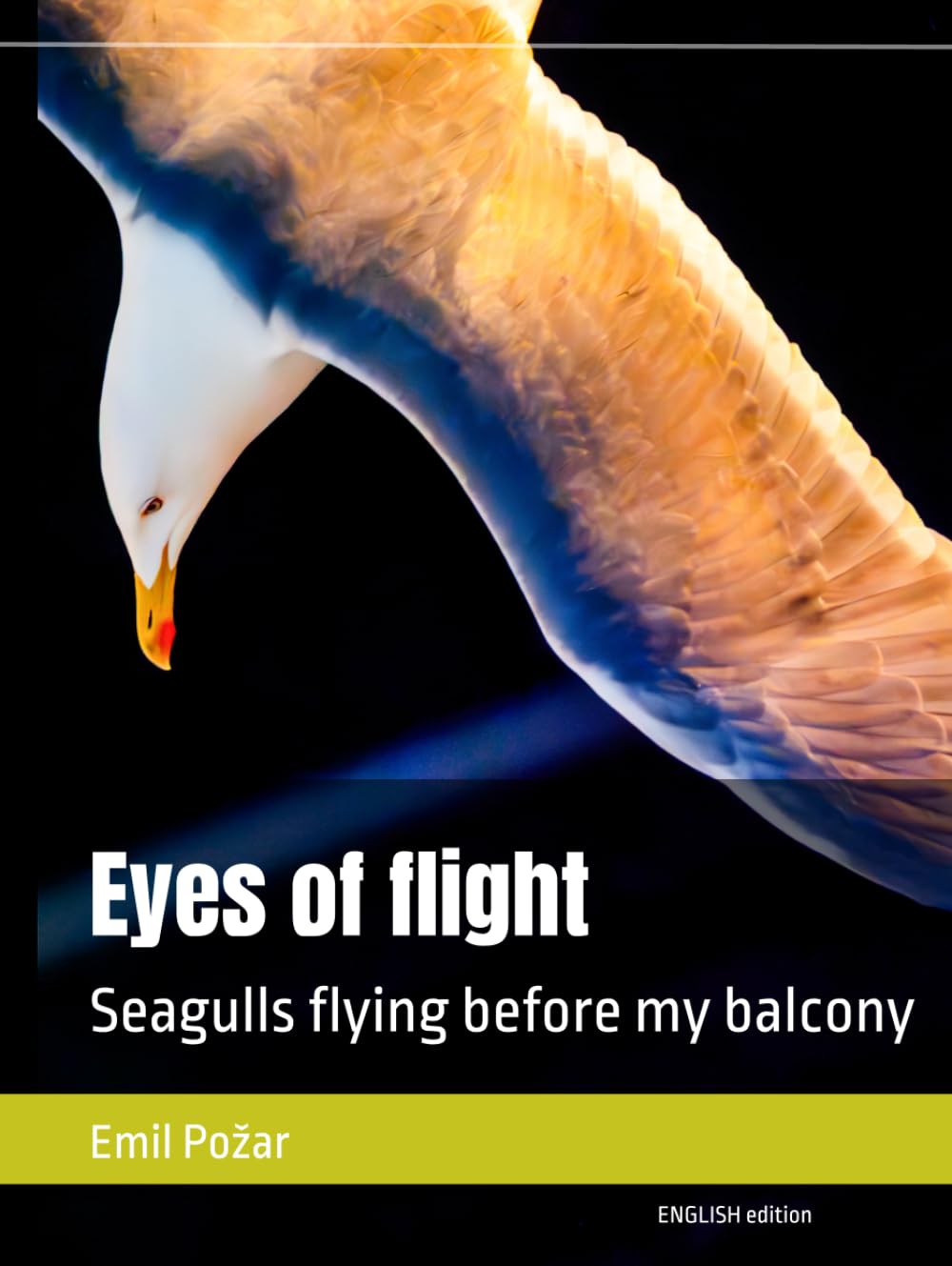 Eyes of flight: Seagulls flying before my balcony