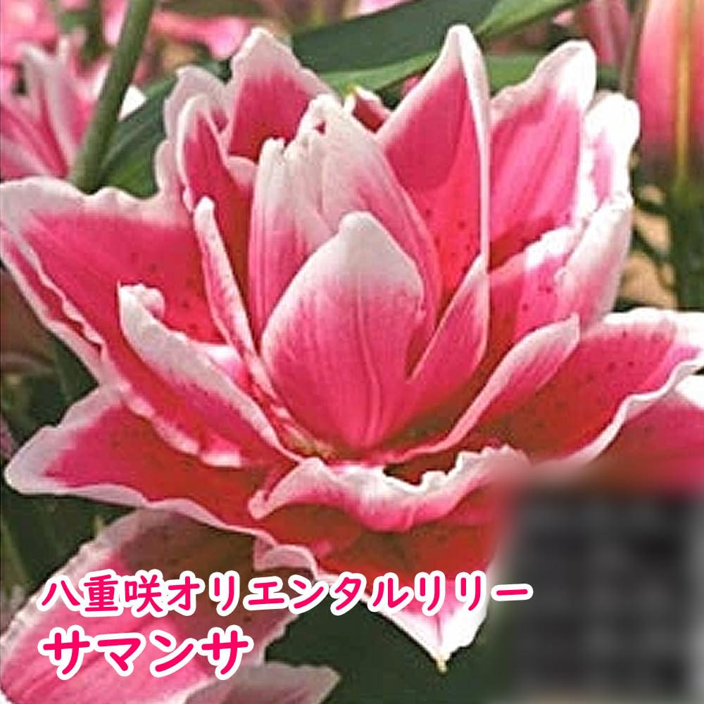 Amazon.co.jp: 「 八重咲オリエンタルリリー 球根 【 5. サマンサ 1