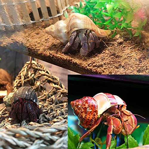 SEAJIAYI Hermit Crab Shells Medium Large XLarge Growth Turbo Seashells Artificial Plants Decoration Supplies Openning… - Image 4
