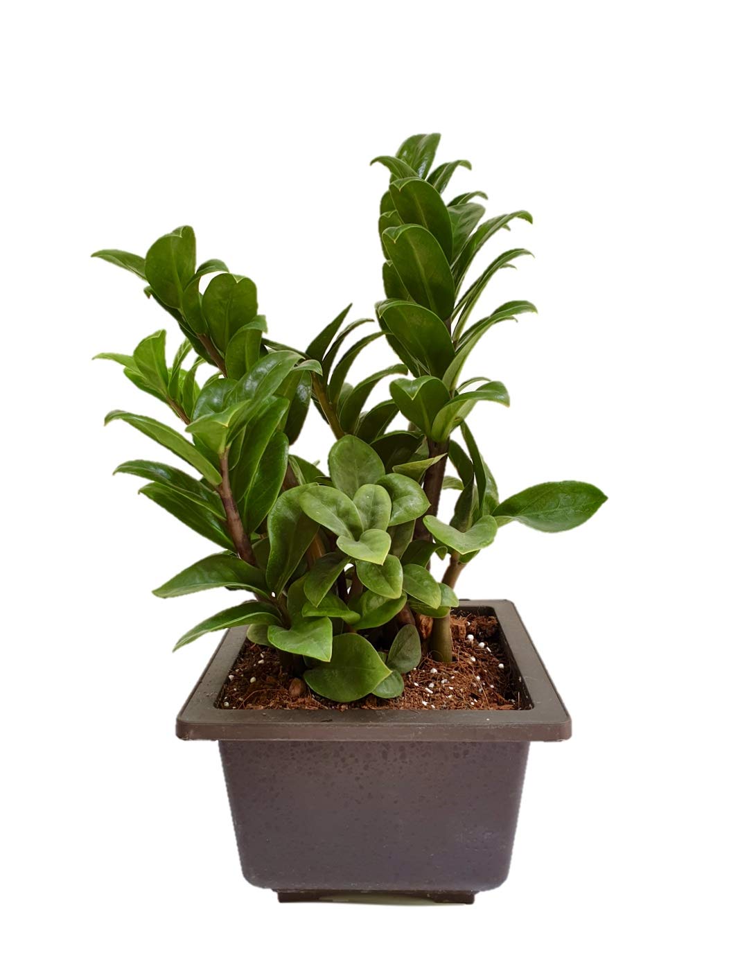 Root Bridges ZZ Zenzi Air Purifying Indoor Plant (Pot Included) (Dwarf in Square Bonzi Plastic Pot) (B07S4PV3T9) Amazon Price History, Amazon Price Tracker